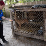 Nc Dogfighting Rescue