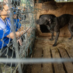 Nc Dogfighting Rescue