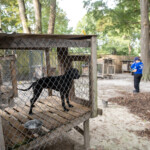 Nc Dogfighting Rescue