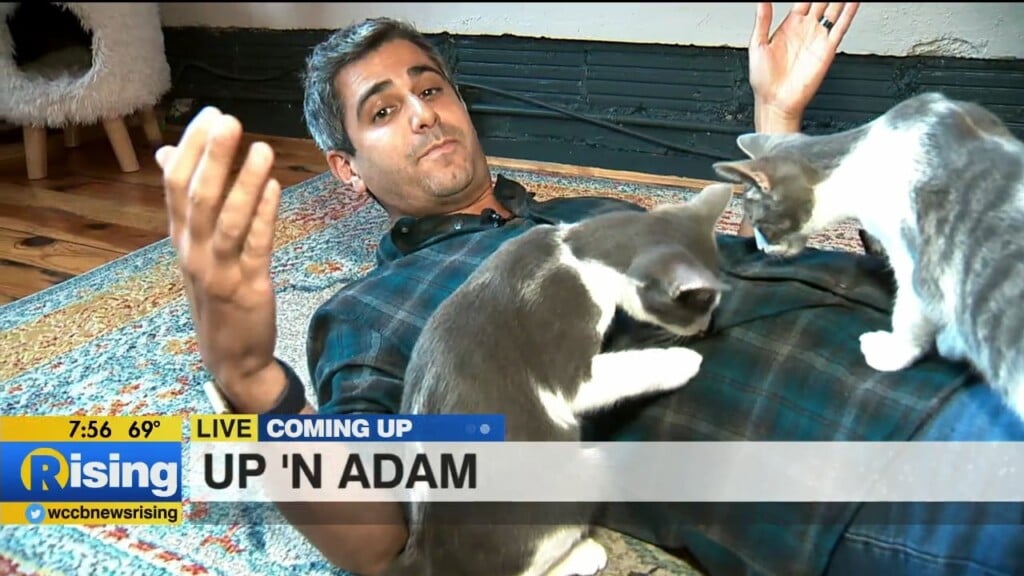 Up 'n Adam: Mac Tabby Cat Cafe