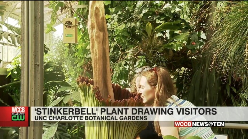 Stinker Bell Expected To Bloom Soon