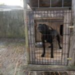 Nc Dogfighting Rescue