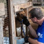 Nc Dogfighting Rescue