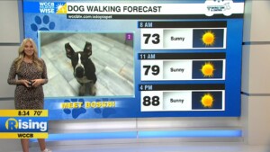 Dog Walking Forecast Example