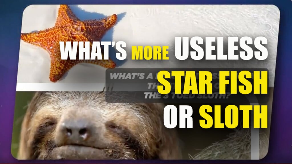 Star Fish Or Sloth