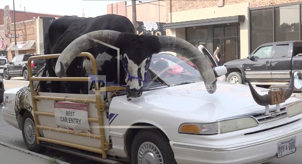 Odd Bull In Car Nebraska