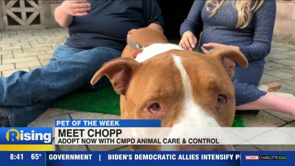 Pet Of The Week: Meet Chopp
