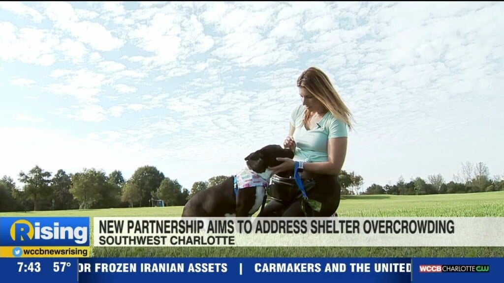 New Partnership Aims To Address Local Animal Shelter Overcrowding