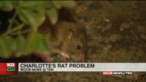 The Queen City Has A Rat Problem