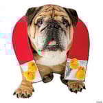 Chick Magnet Dog Costumegc4455sm