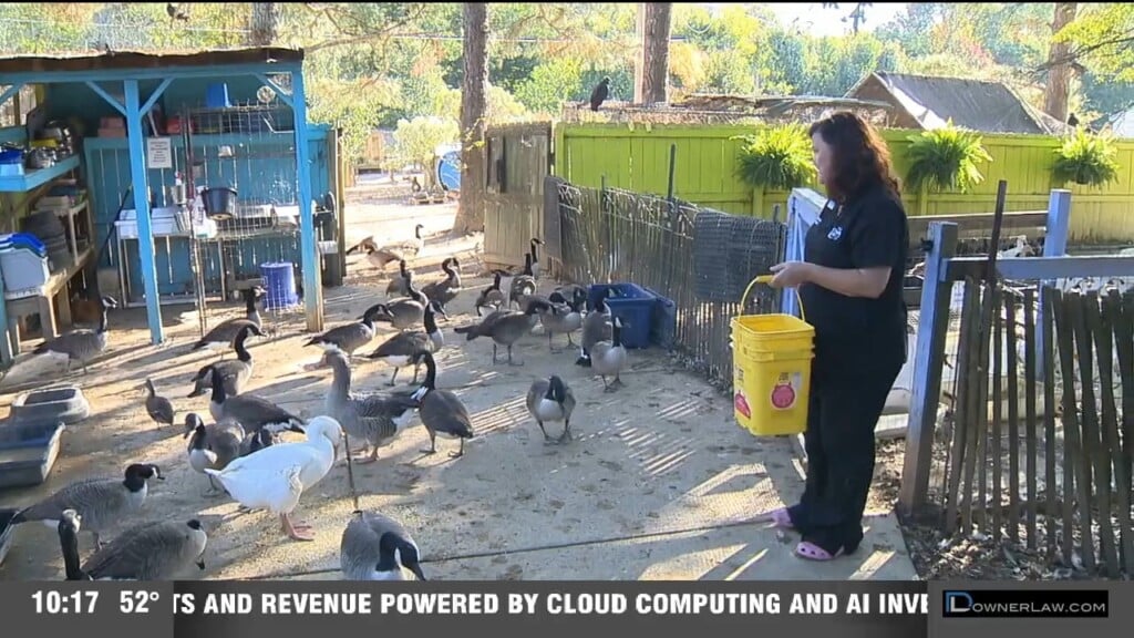 Carolina Waterfowl Rescue