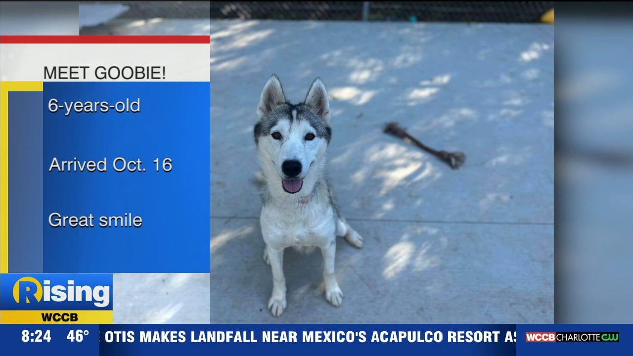 Pet Of The Week: Meet Goobie! - WCCB Charlotte