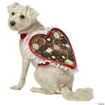 Chocolate Box Dog Costumegc5001xs