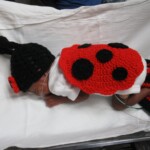Ladybug 1