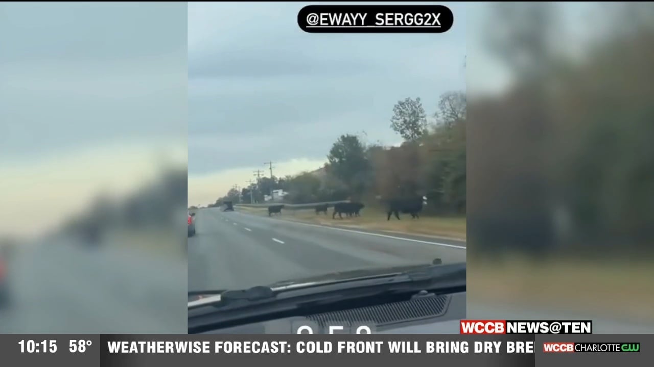 Cows Fall Out Of Trailer On University City Boulevard - WCCB Charlotte's CW