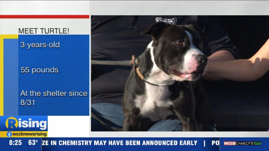 Pet Of The Week: Meet Turtle!