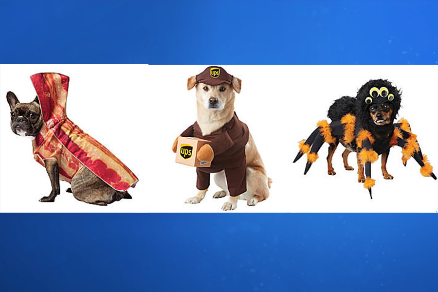 10 Best Dog Halloween Costumes for 2022