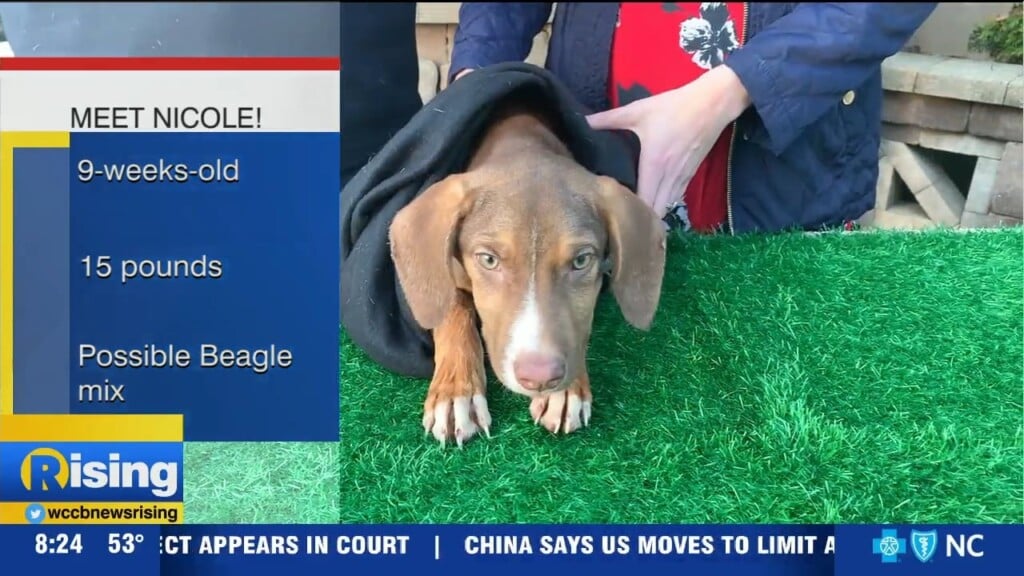 Pet Of The Week 10/18