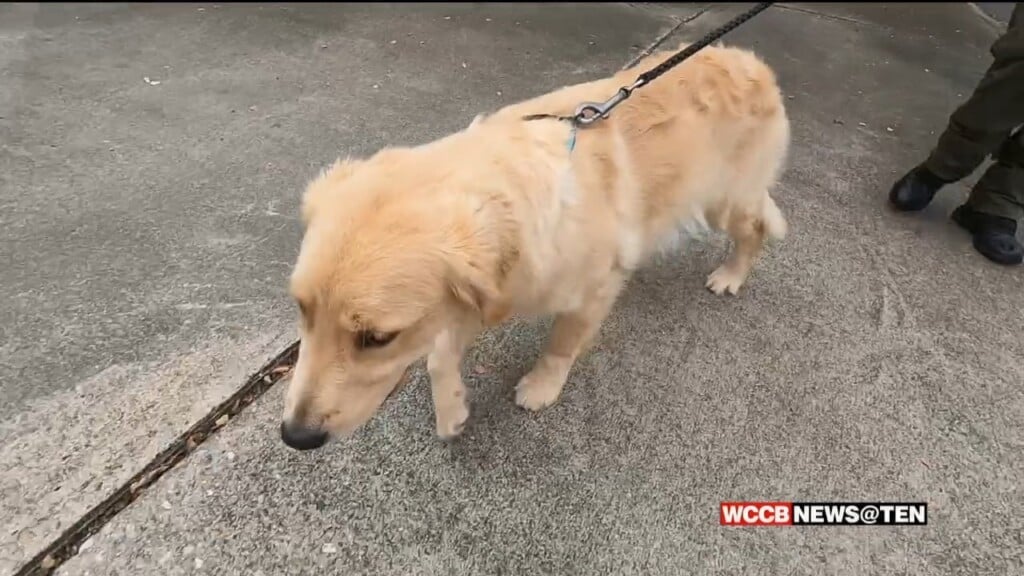 Rowan County Sheriff Welcomes New Therapy Dog