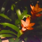 Dsc 0811