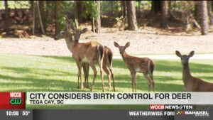 Tega Cay Deer Birth Control
