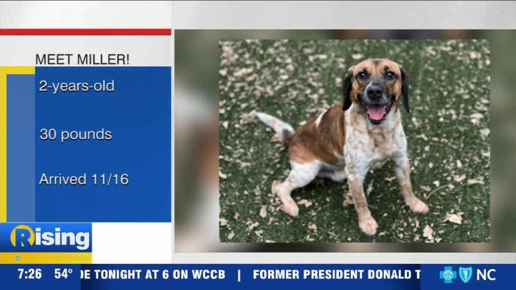 Pets Available For Adoption In April | PHOTOS - WCCB Charlotte's CW