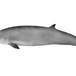 Gervais Beaked Whale - Credit: NOAA Fisheries