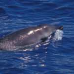 Gervais Beaked Whale - Credit: NOAA Fisheries