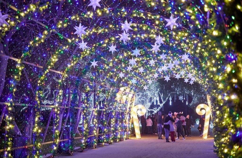 Carolina Holiday Lights 1