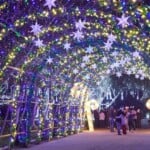 Carolina Holiday Lights 1