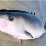 Credit: NC State University Center for Marine Sciences and Technology
