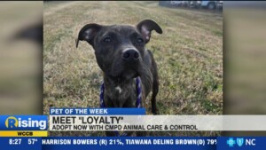 Pet Of The Week: Meet Loyalty