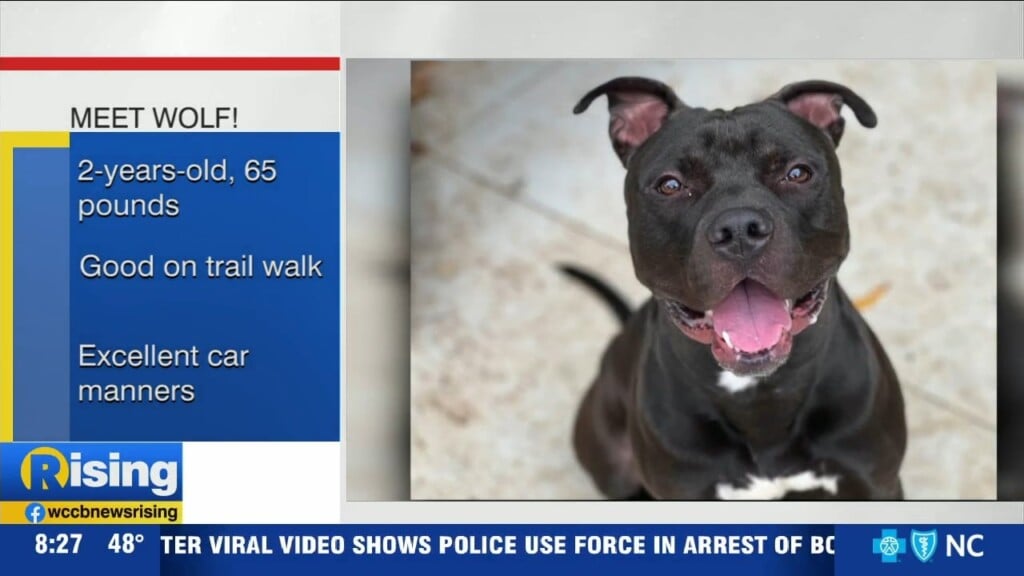 Pet Of The Week: Meet Wolf!