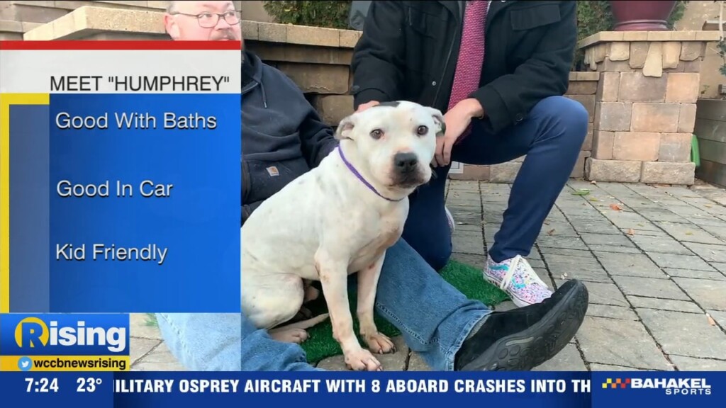 Pet Of The Week: Meet Humphrey!