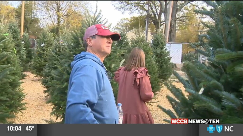Christmas Tree Picking On Thanksgiving Day