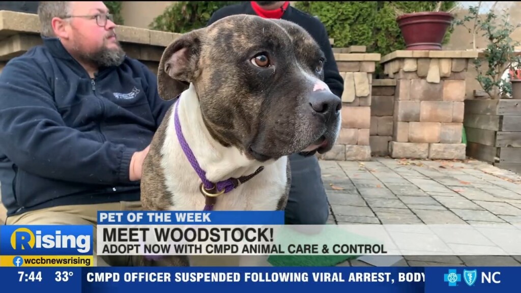 Pet Of The Week