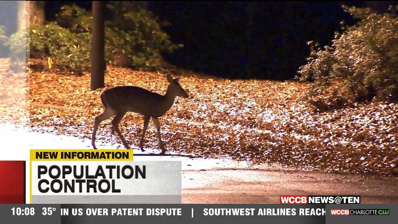 Tega Cay Leaders Pull Trigger On Plan To Hire Sharpshooters To Kill Deer