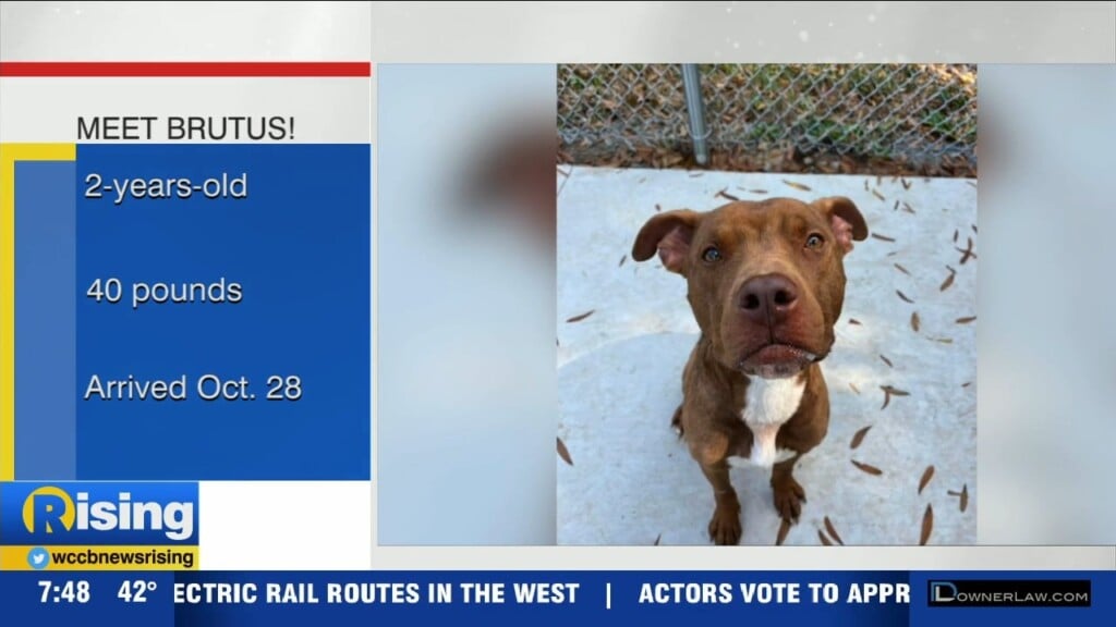 Pet Of The Week: Meet Brutus