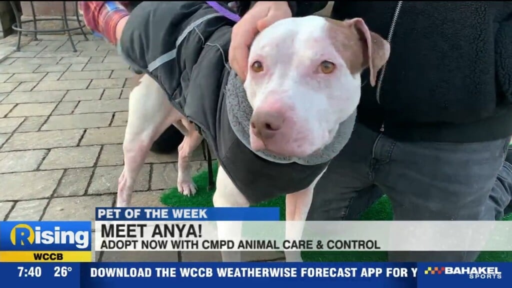 Pet Of The Week: Meet Anya!