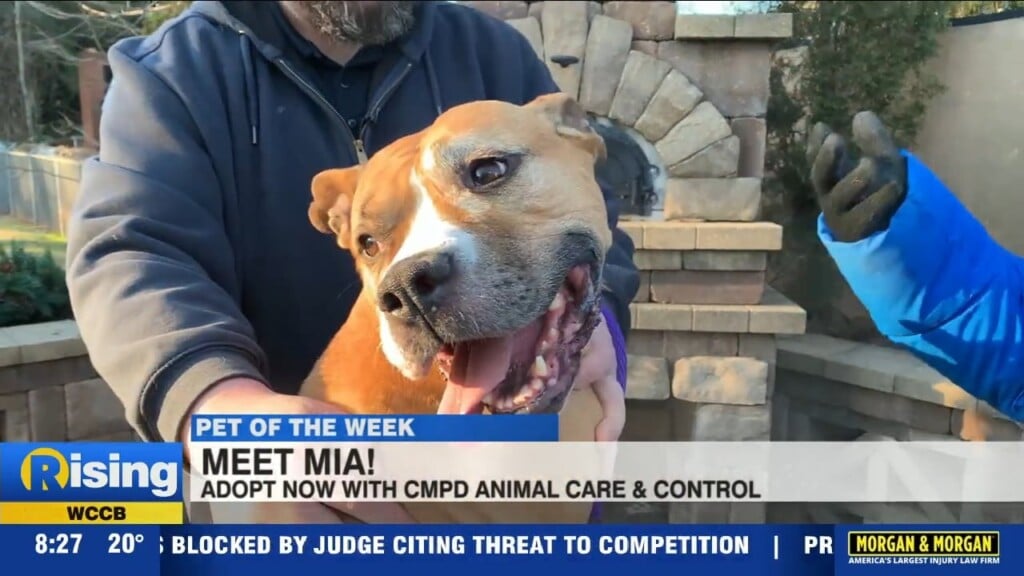 Pet Of The Week