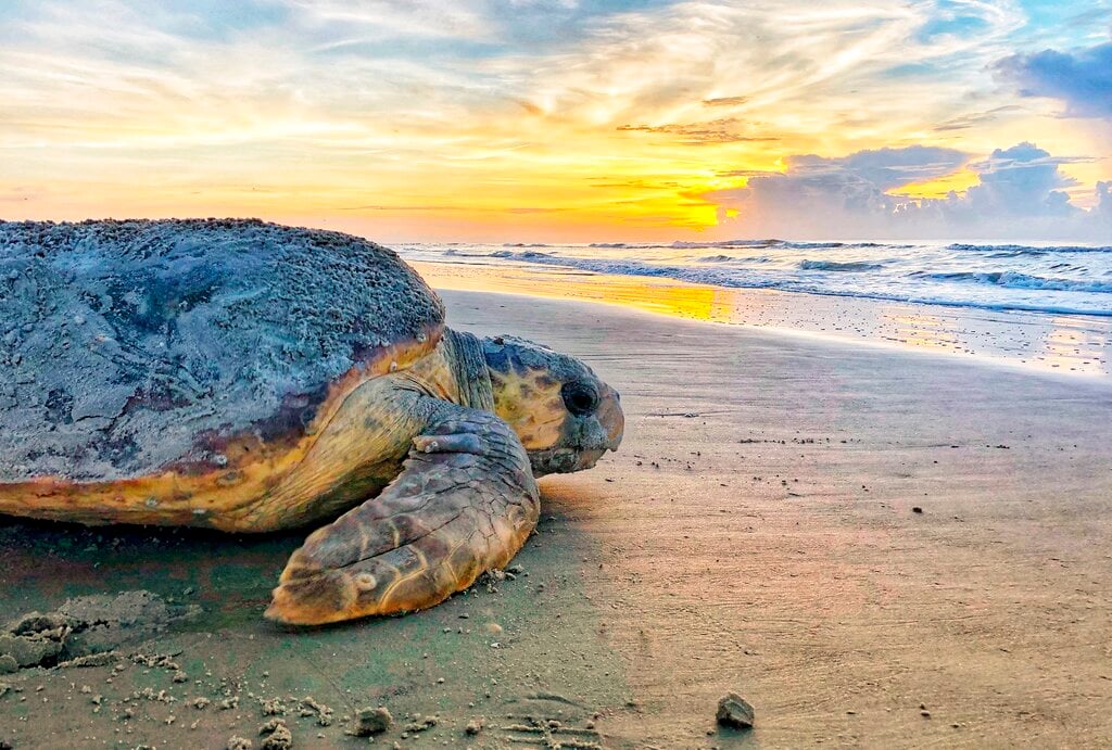 Sea Turtles Nesting