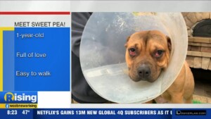 Pet Of The Week