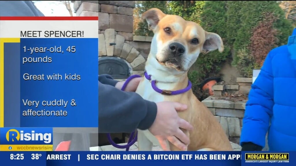 Pet Of The Week