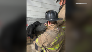 Firefighters Rescue Two Dogs From Apartment Fire More Twitter Video From Charlotte Fire Dept