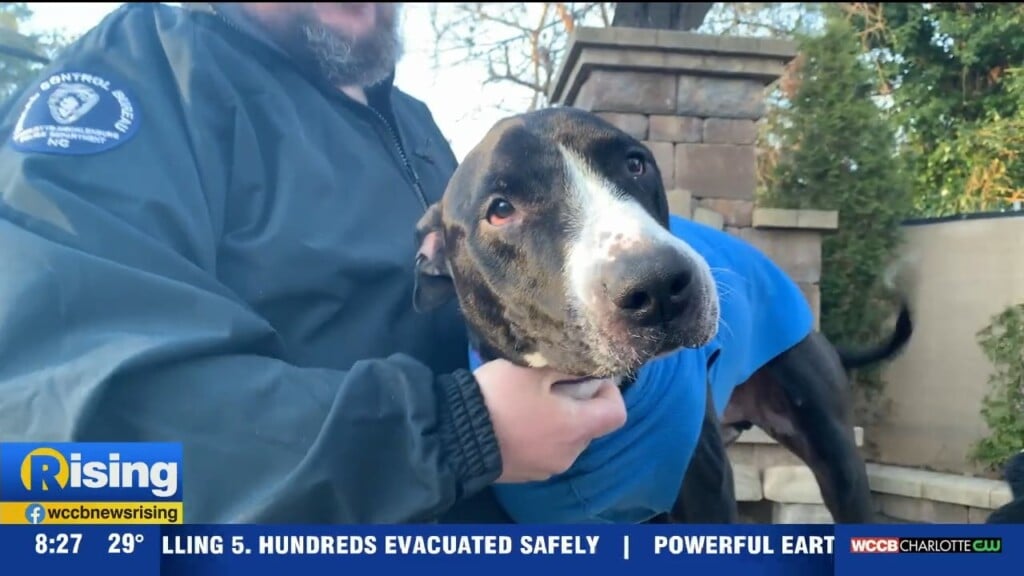 Pet Of The Week