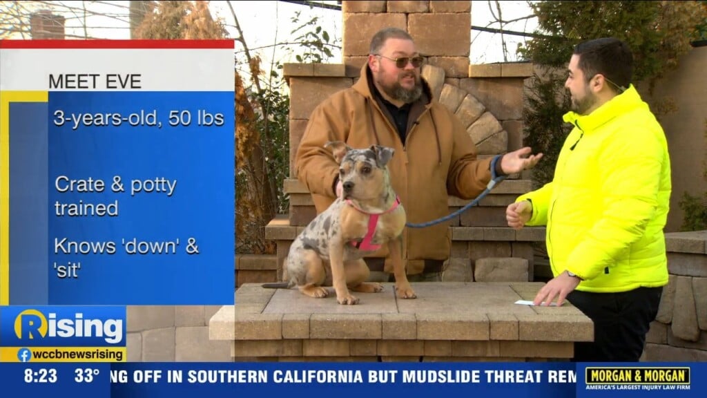 Pet Of The Week