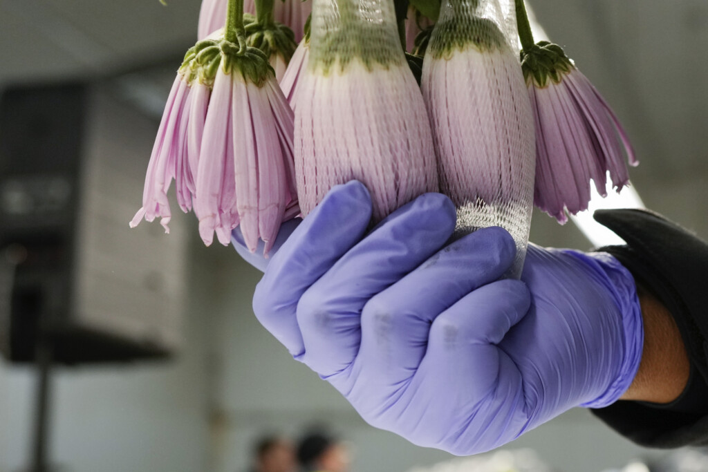 Valentines Day Flower Inspections