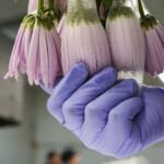 Valentines Day Flower Inspections