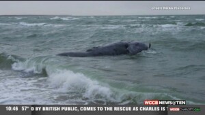 North Atlantic Right Way Found Dead