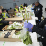 Valentines Day Flower Inspections